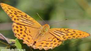 Biseri velika šuma ili biser